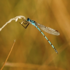 Austrolestes annulosus (Blue Ringtail) at Stromlo, ACT - 6 Mar 2005 by Harrisi