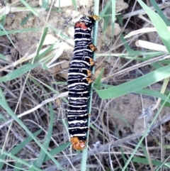 Comocrus behri (Mistletoe Day Moth) at Molonglo River Reserve - 26 Feb 2011 by KMcCue