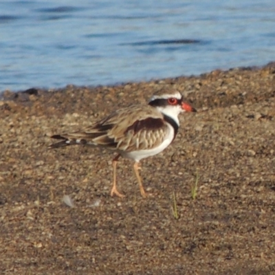 Charadrius melanops (Black-fronted Dotterel) at Point Hut to Tharwa - 9 Mar 2018 by michaelb