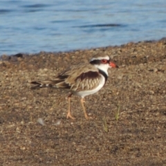 Elseyornis melanops (Black-fronted Dotterel) at Paddys River, ACT - 9 Mar 2018 by michaelb