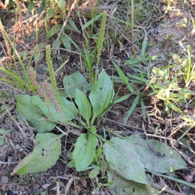 Plantago major (Greater Plantain) at Point Hut to Tharwa - 9 Apr 2018 by MichaelBedingfield