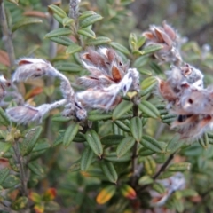 Oxylobium ellipticum (Common Shaggy Pea) at Booth, ACT - 2 May 2018 by Philip