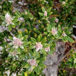 Oxylobium ellipticum at Booth, ACT - 2 May 2018