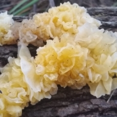 Tremella fuciformis (Snow Fungus) at Pambula, NSW - 12 May 2018 by DeanAnsell