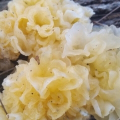 Tremella fuciformis at Pambula, NSW - 13 May 2018