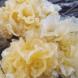 Tremella fuciformis at Pambula, NSW - 13 May 2018