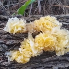 Tremella fuciformis at Pambula, NSW - 13 May 2018