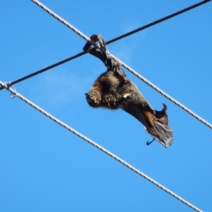 Pteropus poliocephalus at Macquarie, ACT - 13 May 2018 10:24 AM