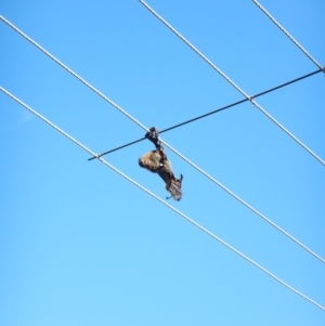 Pteropus poliocephalus at Macquarie, ACT - 13 May 2018 10:24 AM