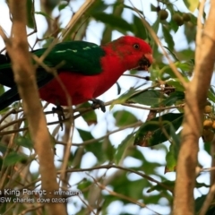 Alisterus scapularis (Australian King-Parrot) at Undefined - 14 Feb 2018 by Charles Dove