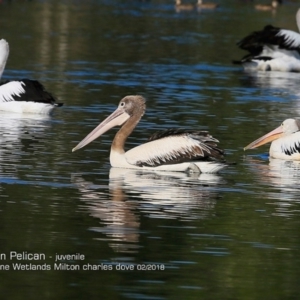 Pelecanus conspicillatus at undefined - 14 Feb 2018