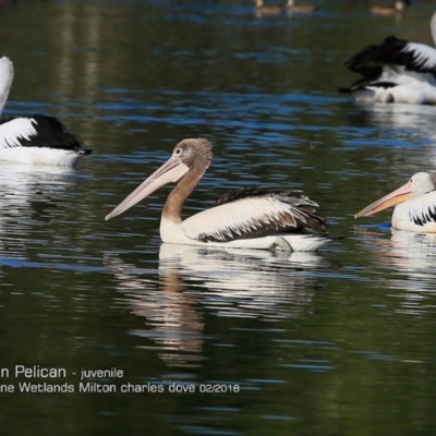 Pelecanus conspicillatus (Australian Pelican) at Undefined - 14 Feb 2018 by CharlesDove