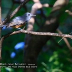 Monarcha melanopsis (Black-faced Monarch) at Burrill Lake Aboriginal Cave Walking Track - 13 Feb 2018 by Charles Dove