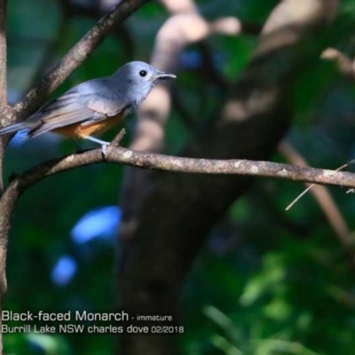 Monarcha melanopsis (Black-faced Monarch) at Burrill Lake Aboriginal Cave Walking Track - 13 Feb 2018 by Charles Dove