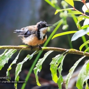 Acanthorhynchus tenuirostris at South Pacific Heathland Reserve - 16 Feb 2018