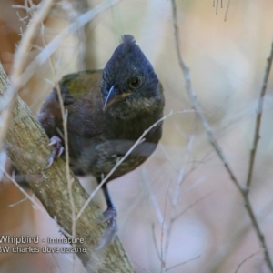 Psophodes olivaceus at undefined - 16 Feb 2018 12:00 AM