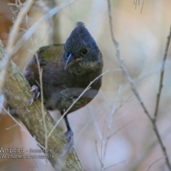 Psophodes olivaceus (Eastern Whipbird) at Undefined - 15 Feb 2018 by Charles Dove