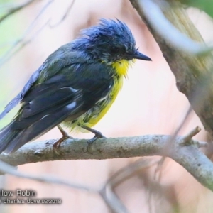 Eopsaltria australis at undefined - 15 Feb 2018 12:00 AM