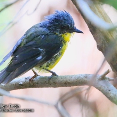 Eopsaltria australis (Eastern Yellow Robin) at Undefined - 14 Feb 2018 by Charles Dove