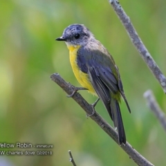 Eopsaltria australis at undefined - 15 Feb 2018 12:00 AM