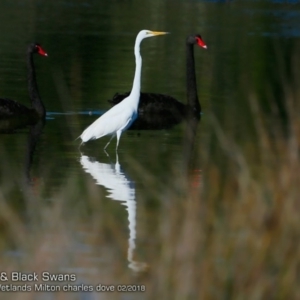 Ardea alba at undefined - 14 Feb 2018 12:00 AM