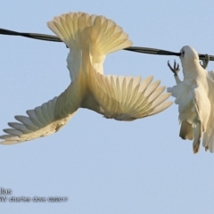 Cacatua sanguinea (Little Corella) at Undefined - 15 Feb 2018 by Charles Dove