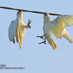 Cacatua sanguinea at undefined - 16 Feb 2018 12:00 AM