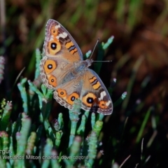 Junonia villida (Meadow Argus) at Undefined - 11 Mar 2018 by Charles Dove