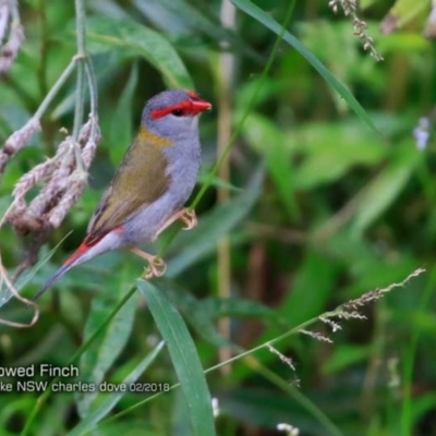 Neochmia temporalis (Red-browed Finch) at Burrill Lake, NSW - 14 Feb 2018 by Charles Dove