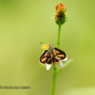 Ocybadistes walkeri (Green Grass-dart) at Undefined - 16 Feb 2018 by CharlesDove