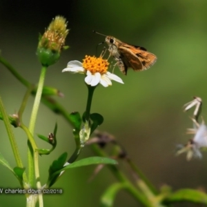 Ocybadistes walkeri at undefined - 16 Feb 2018