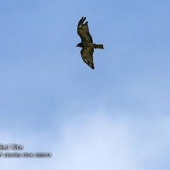 Lophoictinia isura (Square-tailed Kite) at Undefined - 14 Feb 2018 by CharlesDove