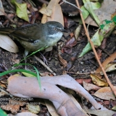 Sericornis frontalis (White-browed Scrubwren) at Undefined - 17 Feb 2018 by CharlesDove