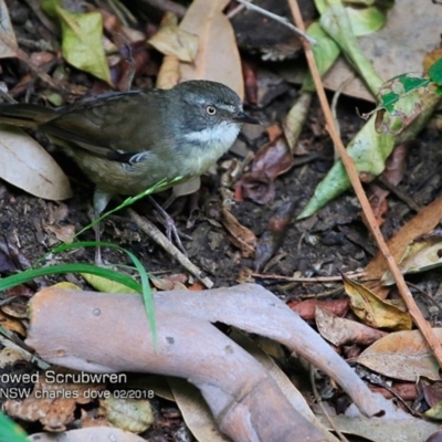 Sericornis frontalis (White-browed Scrubwren) at Undefined - 16 Feb 2018 by Charles Dove