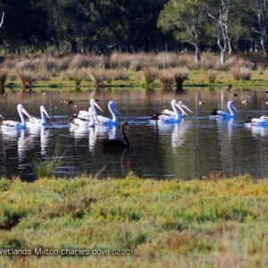 Pelecanus conspicillatus at undefined - 16 Feb 2018