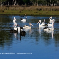 Pelecanus conspicillatus at undefined - 16 Feb 2018