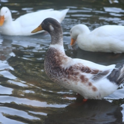 Anas platyrhynchos (Mallard (Domestic Type)) at Lake Ginninderra - 5 Apr 2008 by AlisonMilton