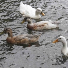 Anas platyrhynchos (Mallard (Domestic Type)) at Lake Ginninderra - 14 Jan 2016 by AlisonMilton