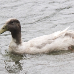 Anas platyrhynchos at Belconnen, ACT - 14 Jan 2016 12:32 PM