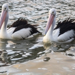 Pelecanus conspicillatus (Australian Pelican) at Lake Ginninderra - 29 Jul 2016 by Alison Milton