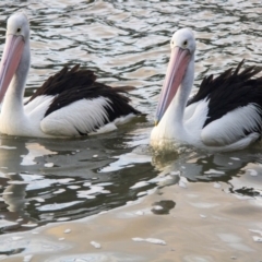 Pelecanus conspicillatus (Australian Pelican) at Belconnen, ACT - 29 Jul 2016 by AlisonMilton