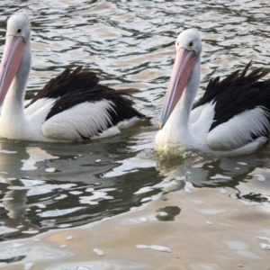 Pelecanus conspicillatus at Belconnen, ACT - 29 Jul 2016