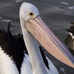 Pelecanus conspicillatus at Belconnen, ACT - 29 Jul 2016