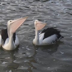 Pelecanus conspicillatus at Belconnen, ACT - 29 Jul 2016