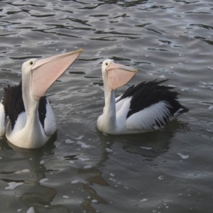 Pelecanus conspicillatus at Belconnen, ACT - 29 Jul 2016 05:04 PM