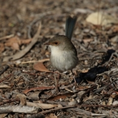 Malurus cyaneus (Superb Fairywren) at Belconnen, ACT - 24 Jun 2017 by AlisonMilton