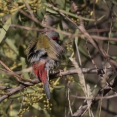 Neochmia temporalis (Red-browed Finch) at Belconnen, ACT - 24 Jun 2017 by Alison Milton