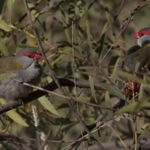 Neochmia temporalis at Belconnen, ACT - 24 Jun 2017