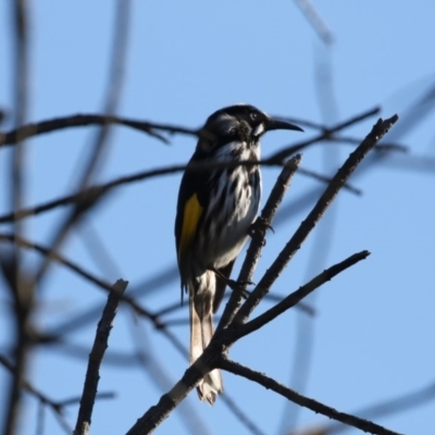 Phylidonyris novaehollandiae (New Holland Honeyeater) at Belconnen, ACT - 24 Jun 2017 by AlisonMilton