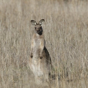 Macropus giganteus at Belconnen, ACT - 24 Jun 2017